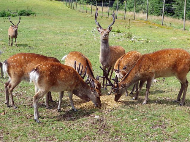 Wildpark im Schwarzwald