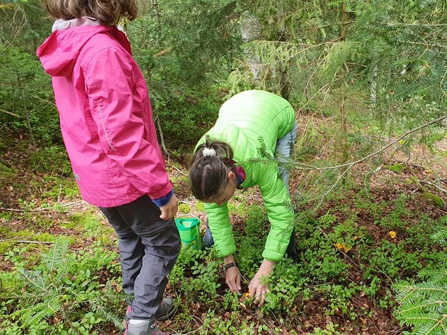 Tiere und Pflanzen in und um Todtmoos