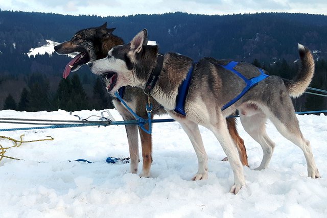 Huskys vor dem Rennen